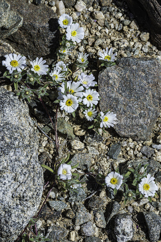 Monoptilon bellioides，沙漠之星，也被称为莫哈韦沙漠之星，发现于加州约书亚树国家公园